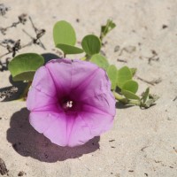 Ipomoea